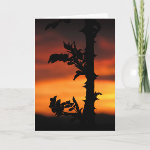 Rose Thorns Sunset Nature Photo Card