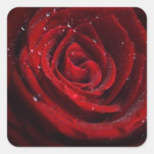 Rose Vines Heart Pattern Flower Peace Love Destiny Square Sticker