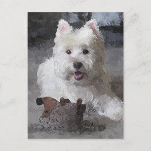 Rose With A New Toy Postcard