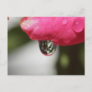 Rose with a view postcard