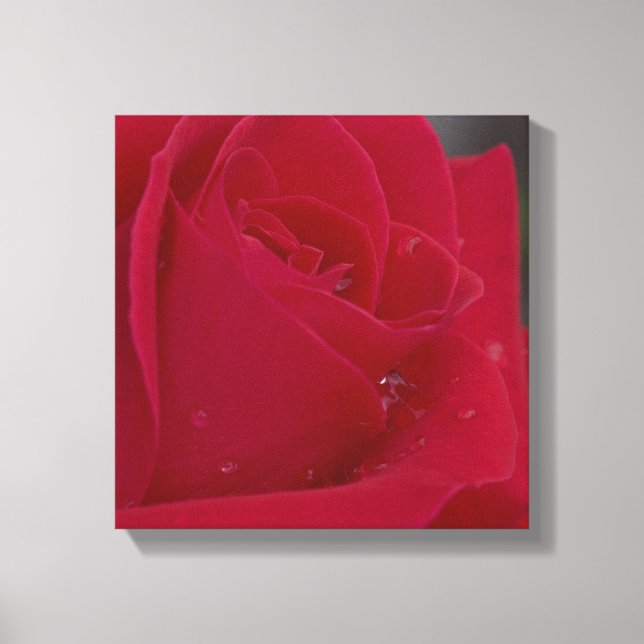 Rose with Dew Canvas Print (Front)