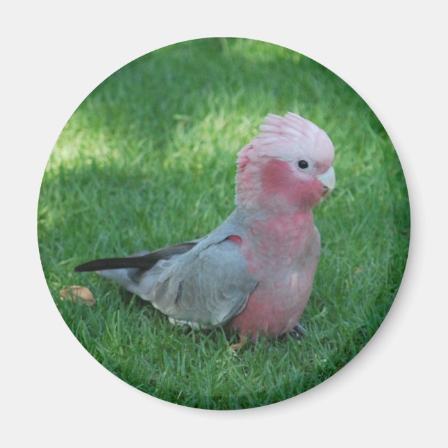 Roseate Cockatoo Magnet (Front)