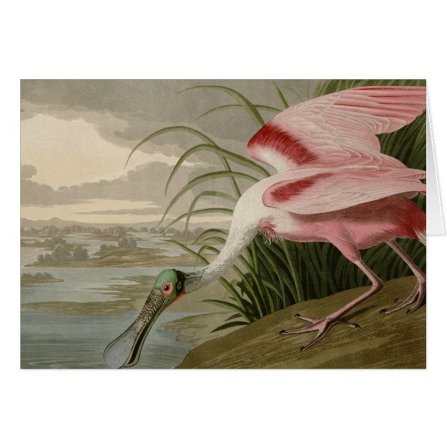 Roseate Spoonbill (Front Horizontal)