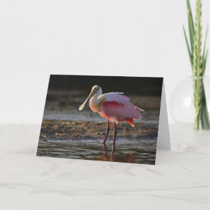 Roseate Spoonbill, Ajaia ajaja, Ding Darling Card