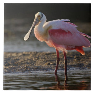 Roseate Spoonbill, Ajaia ajaja, Ding Darling Ceramic Tile