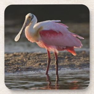 Roseate Spoonbill, Ajaia ajaja, Ding Darling Coaster