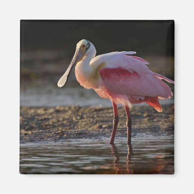 Roseate Spoonbill, Ajaia ajaja, Ding Darling Magnet (Front)