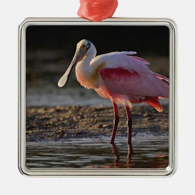 Roseate Spoonbill, Ajaia ajaja, Ding Darling Metal Ornament (Front)