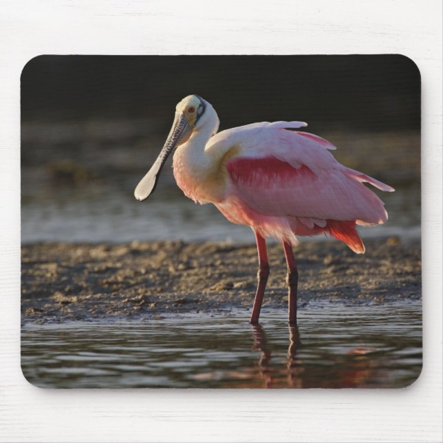 Roseate Spoonbill, Ajaia ajaja, Ding Darling Mouse Pad (Front)