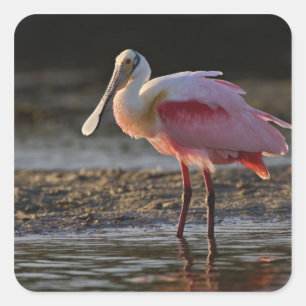 Roseate Spoonbill, Ajaia ajaja, Ding Darling Square Sticker