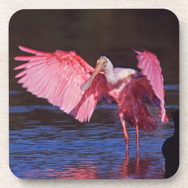 Roseate Spoonbill (Ajaia ajaja) with Cormorant Coaster (Front)