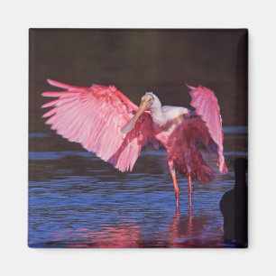 Roseate Spoonbill (Ajaia ajaja) with Cormorant Magnet