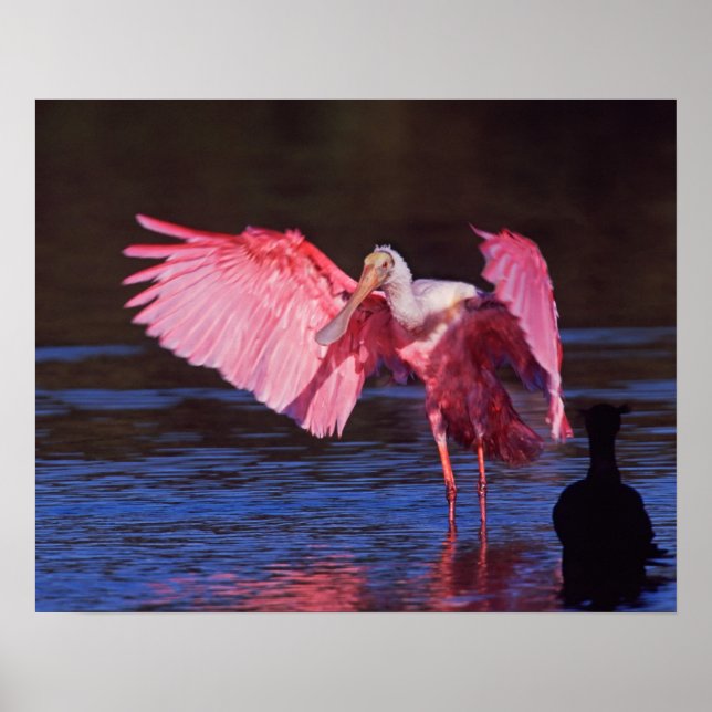 Roseate Spoonbill (Ajaia ajaja) with Cormorant Poster (Front)