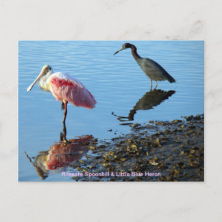 Roseate Spoonbill and Little Blue Heron Postcard