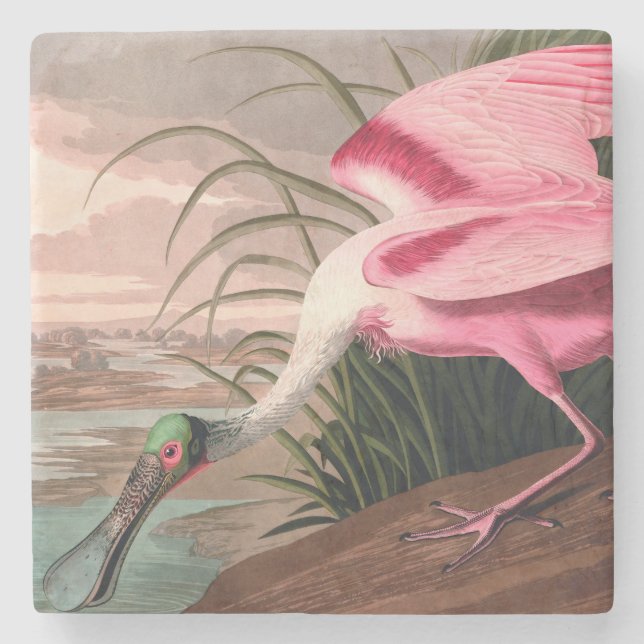 Roseate Spoonbill Audubon Bird Wildlife Stone Coaster (Front)