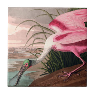 Roseate Spoonbill Audubon Bird Wildlife Tile