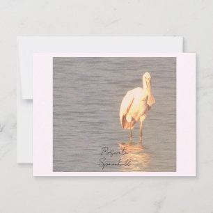 Roseate Spoonbill Bird Photo Postcard