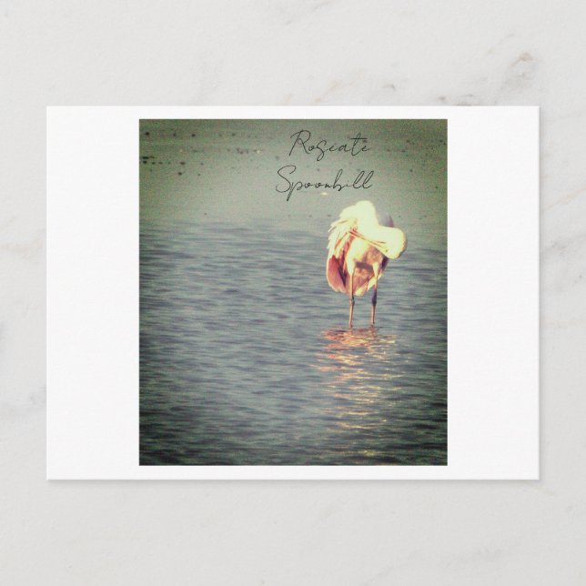 Roseate Spoonbill Bird Photo Postcard (Front)