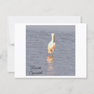 Roseate Spoonbill Bird Photo Postcard