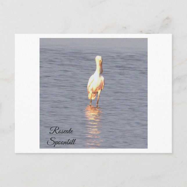 Roseate Spoonbill Bird Photo Postcard (Front)