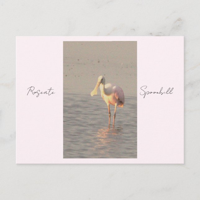 Roseate Spoonbill Bird Photo Postcard (Front)