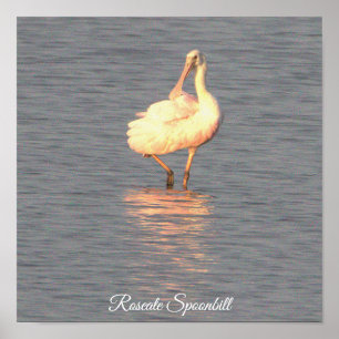 Roseate Spoonbill Bird Photo Poster