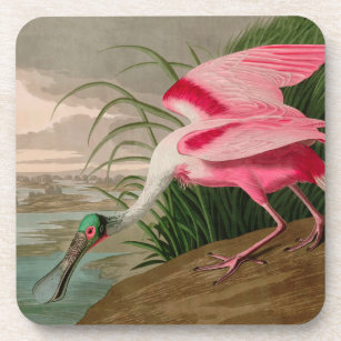 Roseate Spoonbill Birds of America Audubon Print Coaster