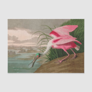 Roseate Spoonbill Birds of America Audubon Print Tissue Paper