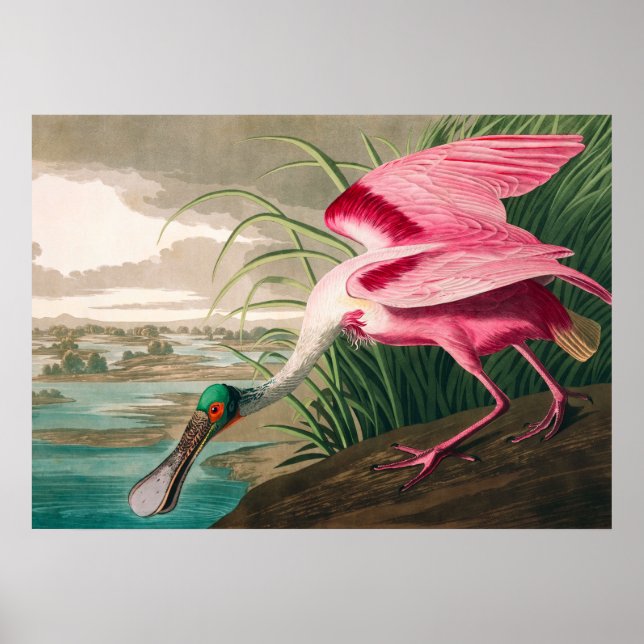 Roseate Spoonbill by John James Audubon Poster (Front)