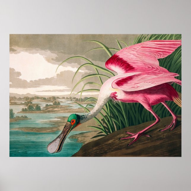 Roseate Spoonbill by John James Audubon Poster (Front)