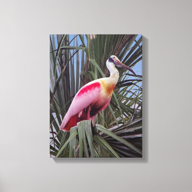 Roseate Spoonbill canvas print (Front)