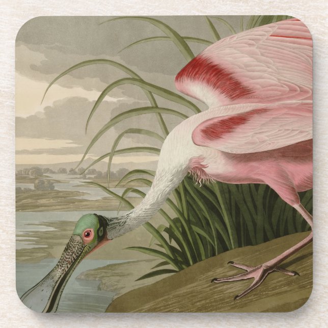 Roseate Spoonbill Coaster (Front)