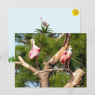 Roseate Spoonbill - Florida Bird Postcard