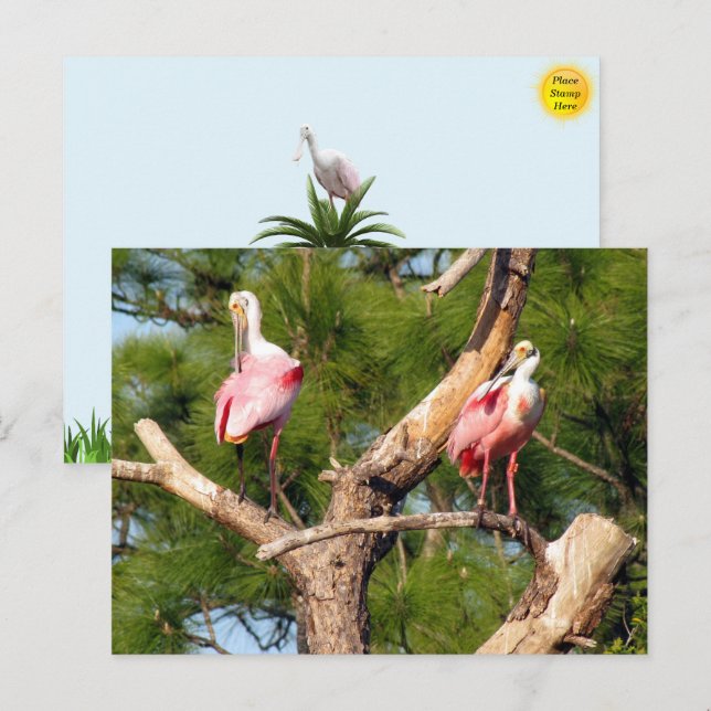 Roseate Spoonbill - Florida Bird Postcard (Front/Back)