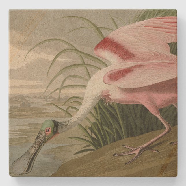 Roseate Spoonbill from Audubon's Birds of America Stone Coaster (Front)