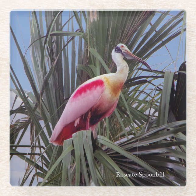 Roseate Spoonbill glass coaster (Front)