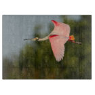 Roseate Spoonbill in Flight