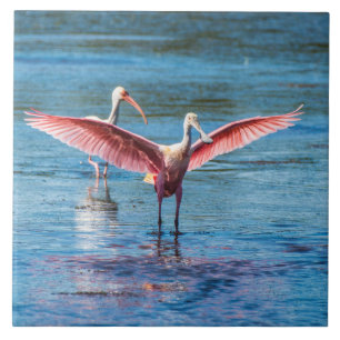 Roseate Spoonbill Large 6" X 6" Photo Tile