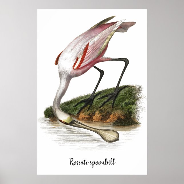 Roseate spoonbill painting poster (Front)