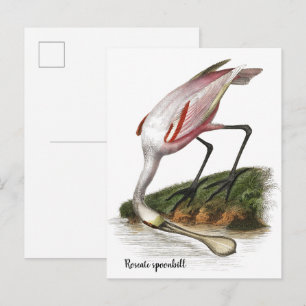 Roseate spoonbill painting Small Postcard