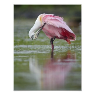 Roseate Spoonbill (Platalea ajaja)  11 x 14 Photo Print