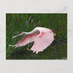 Roseate Spoonbill Postcard