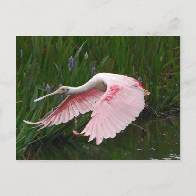 Roseate Spoonbill Postcard (Front)