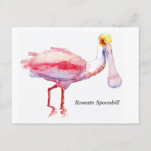 Roseate Spoonbill postcard