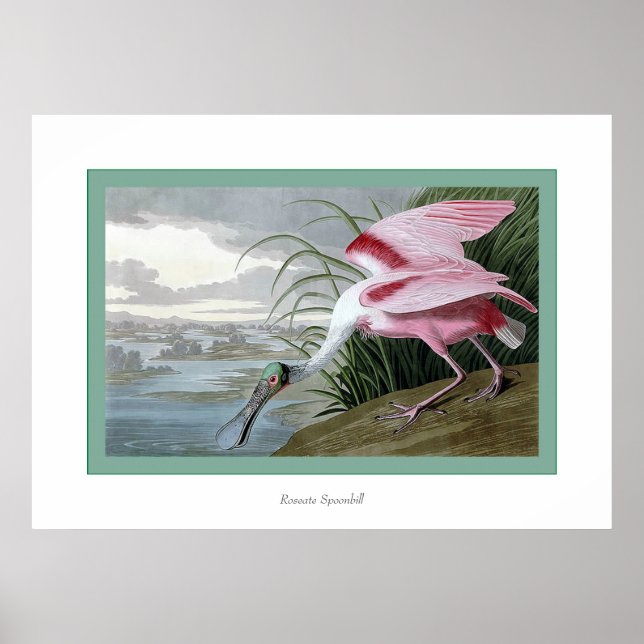 Roseate Spoonbill Poster (Front)