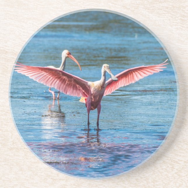 Roseate Spoonbill Sandstone Drink Coaster (Front)