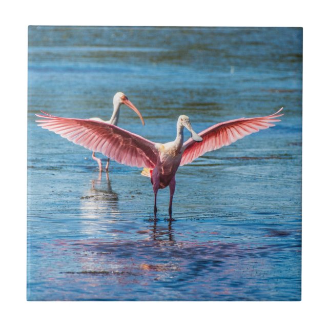 Roseate Spoonbill Small 4.25" x 4.25" Photo Tile (Front)