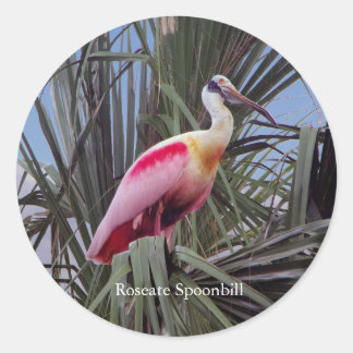 Roseate Spoonbill sticker