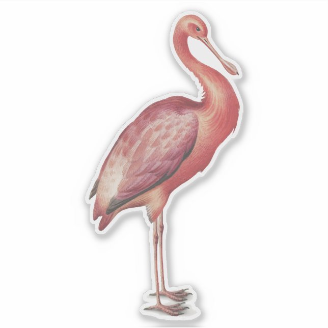 Roseate Spoonbill vintage bird illustration (Front)