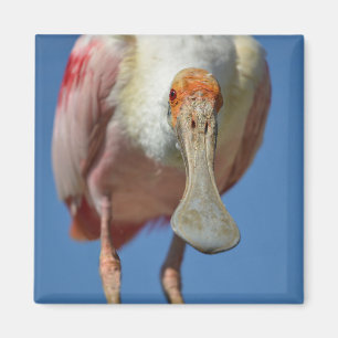 Roseate Spoonbill with its big beak Magnet